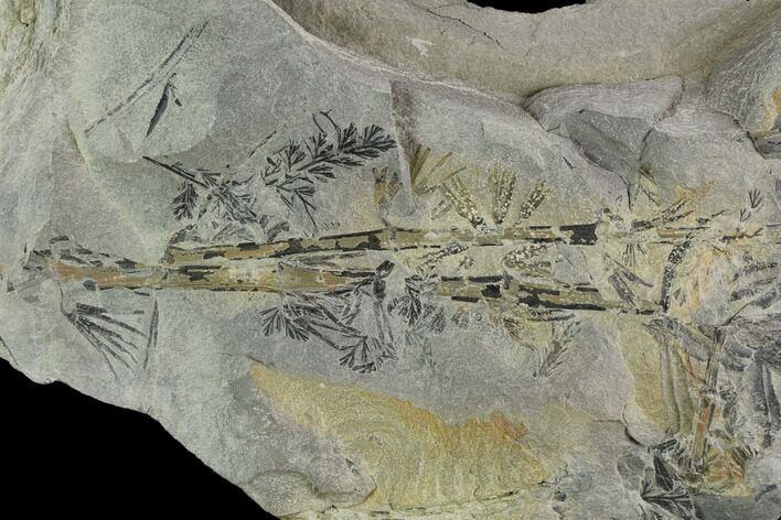 Pennsylvanian Fossil Plant (Alethopteris & Annularia) Plate #126331